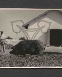 Mastschwein