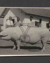 Mastschwein