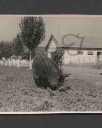 Mastschwein
