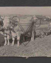 Agricultor din Apoldul de jos