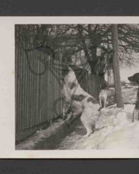 Drei Hunde auf der Straße