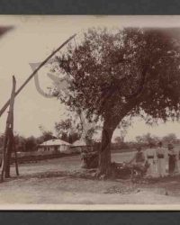 Vlădila, 1908, Iunie 21.